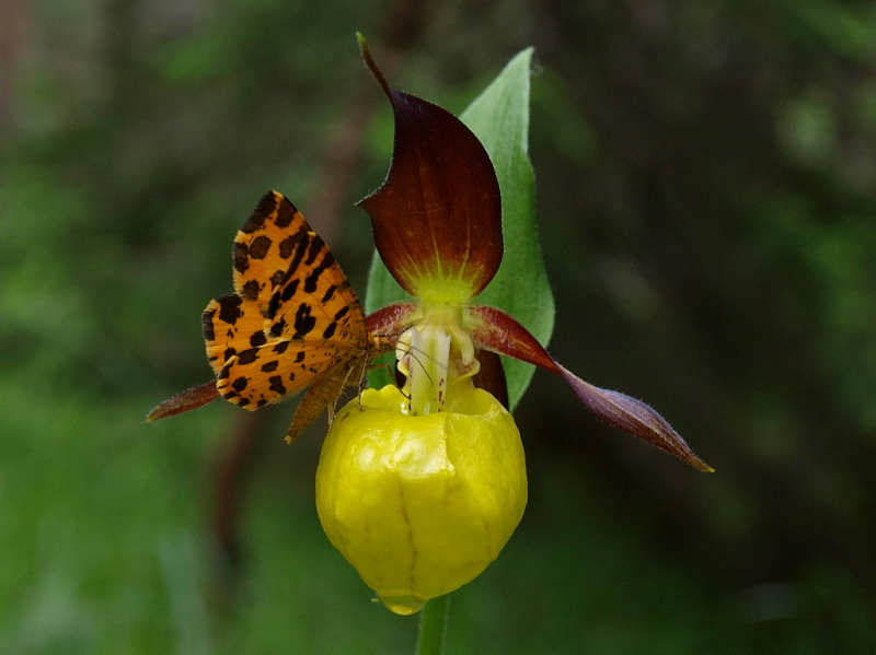 Dal Cadore 2 - Cypripedium calceolus